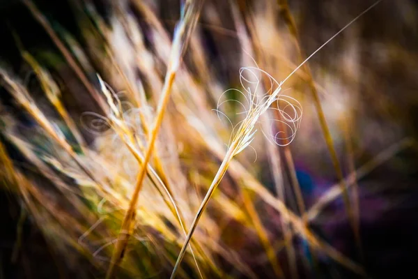 Natura Sfocata Multicolore Sfondo Floreale Astratto Desight Decorazione Minimalismo Concentrazione — Foto Stock