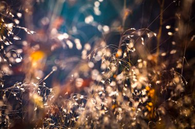 Doğa arzu ve dekorasyon için çok renkli çiçeklerin soyut arkaplanını bulanıklaştırdı. Minimalizm. Seçici odaklanma. Güneş ışığı.