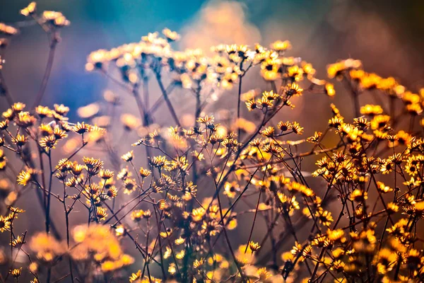 Природа Розмиває Різнокольоровий Квітковий Абстрактний Фон Зір Прикрас Мінімалізм Вибірковий — стокове фото