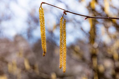 Bahar çiçekleri ortak fındık (Corylus avellana) küpelere benzer, bahar arkaplanı