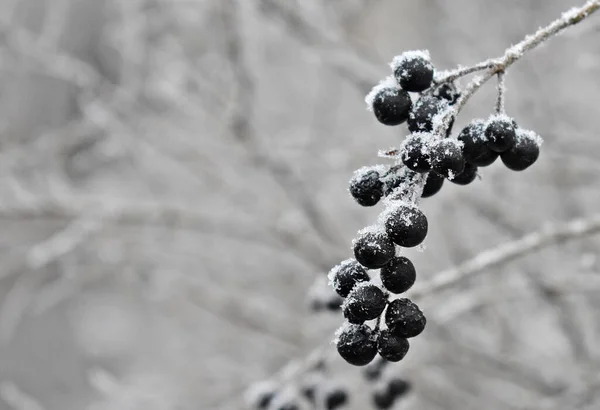 Schwarze Beeren Mit Raureif Bedeckt Bewölkten Wintertagen — Stockfoto