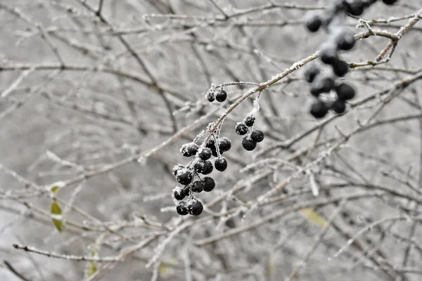Schwarze Beeren Mit Raureif Bedeckt Bewölkten Wintertagen — Stockfoto