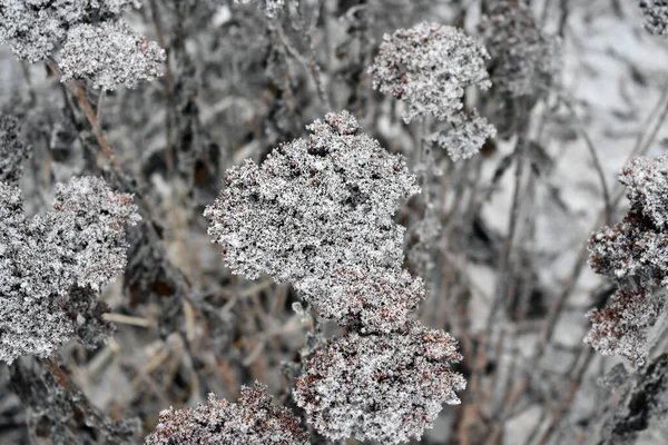 Dry Plants Covered Hoarfrost — Stock Photo, Image