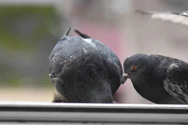 Pegeons Comiendo Ventana Ciudad Cerca —  Fotos de Stock