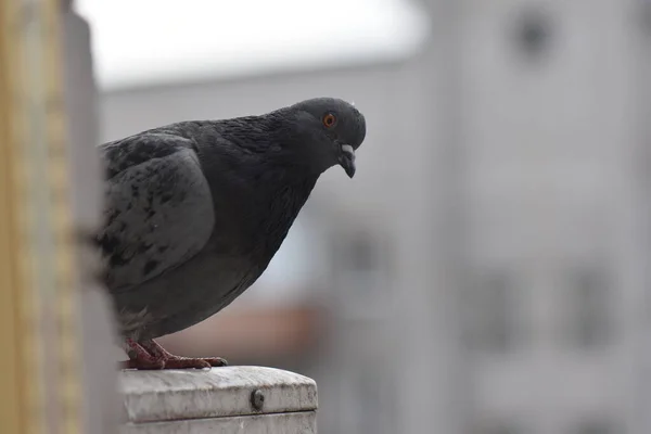 Pegeons Comiendo Ventana Ciudad Cerca — Foto de Stock