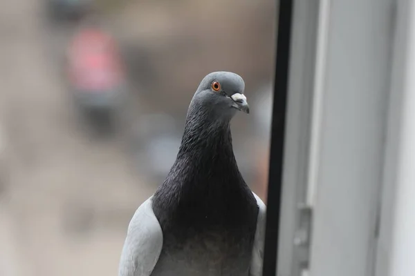 Pegeons Manger Sur Fenêtre Dans Ville Fermer — Photo