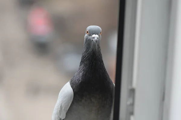 Pegeons Jíst Okně Městě Zavřít — Stock fotografie
