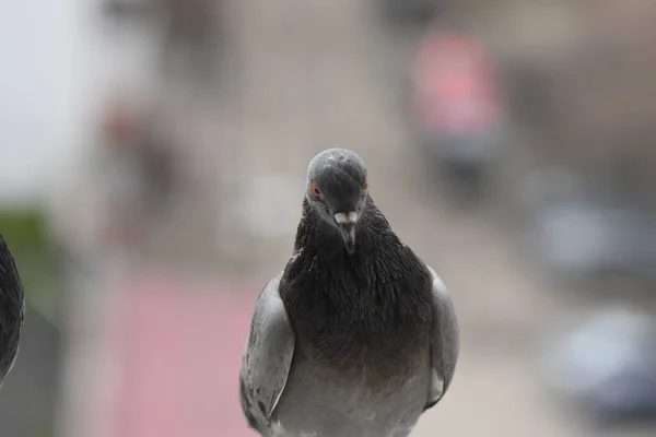 Pigeons Mangeant Sur Fenêtre — Photo