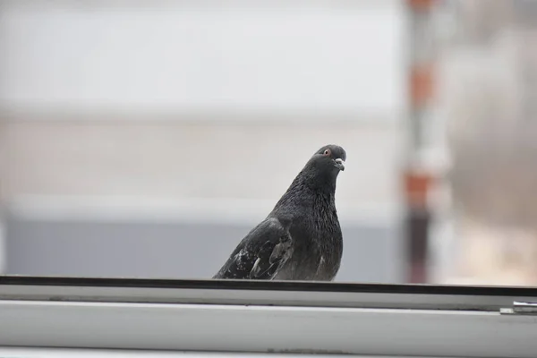 Pigeons Window — Stock Photo, Image