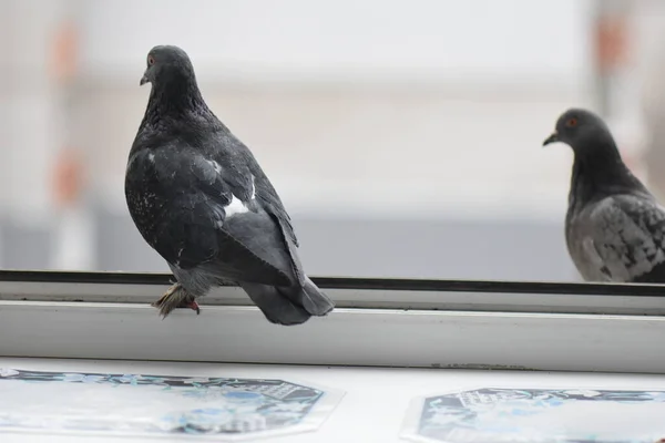 Pigeons Sur Fenêtre Manger — Photo