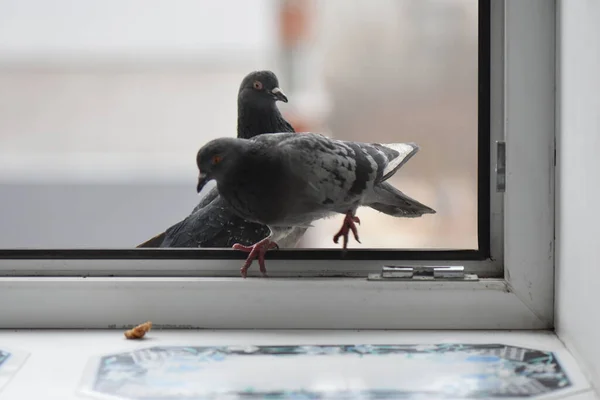 Pigeons Window Eating — Stock Photo, Image
