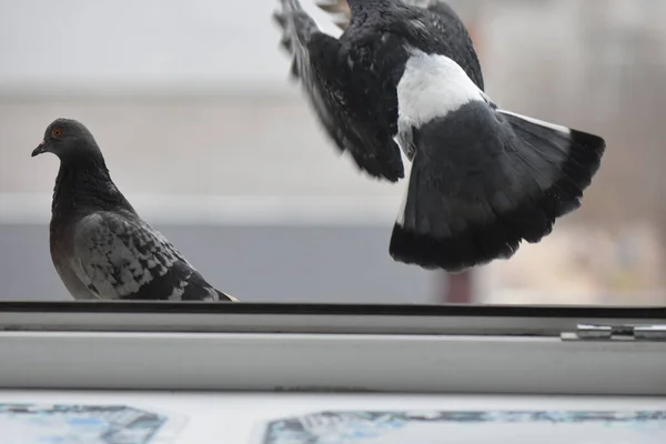 Pigeons Sur Fenêtre Manger — Photo