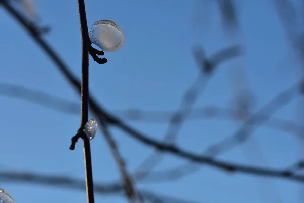 Eis Auf Einem Ast — Stockfoto