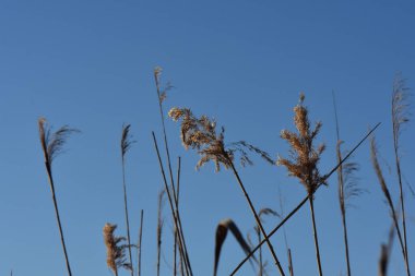 Nehirdeki donmuş sazlıklar