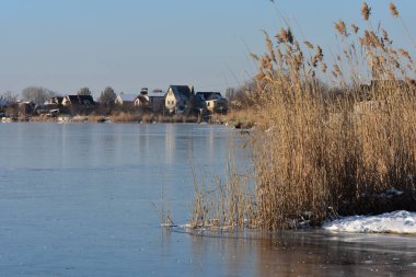 Nehirdeki donmuş sazlıklar