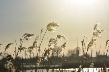 Nehirdeki donmuş sazlıklar