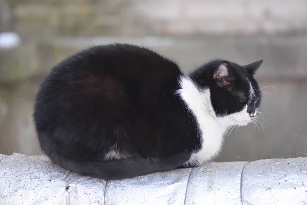 ホームレス猫はパイプの上に座る — ストック写真