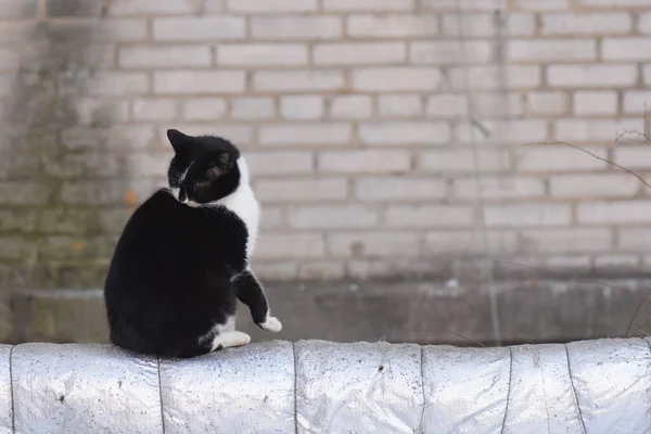 ホームレス猫はパイプの上に座る — ストック写真