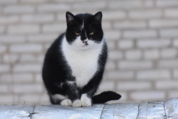 Gato Sin Hogar Sentarse Tubería — Foto de Stock