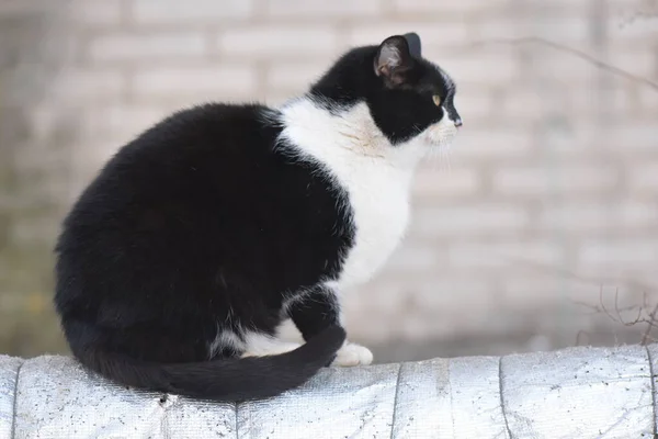 Obdachlose Katze Sitzt Auf Pfeife — Stockfoto