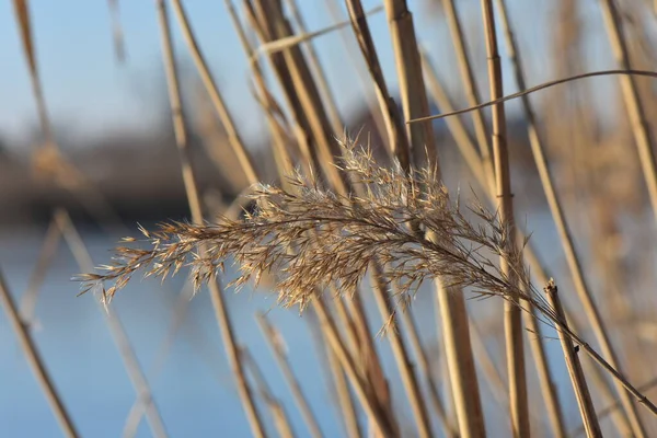 Grama Junco Congelada Rio — Fotografia de Stock