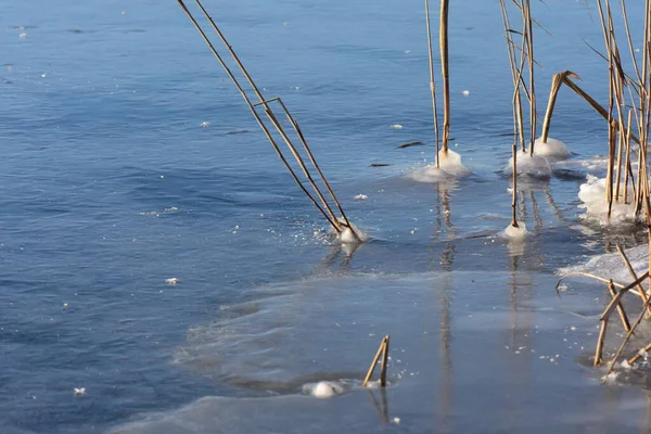 Gefrorenes Schilfgras Fluss — Stockfoto