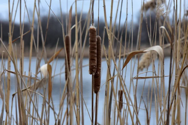 Reed Stick Dia Inverno Nublado — Fotografia de Stock
