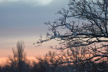 Ormanda Coloful gün batımı