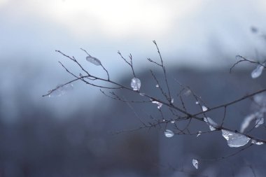 Ormanda Coloful gün batımı