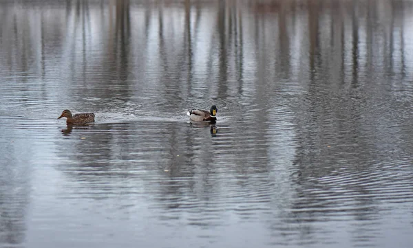 Kaczki Jeziorze Parku — Zdjęcie stockowe