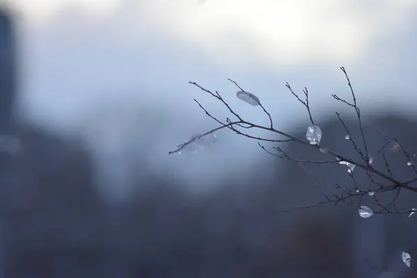 Farbenfroher Sonnenuntergang Wald — Stockfoto