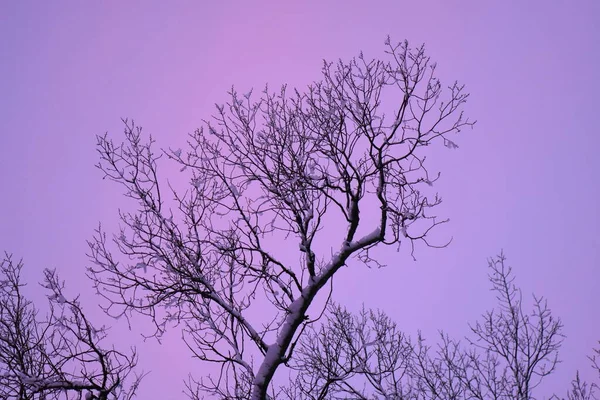 Coucher Soleil Coloré Dans Forêt — Photo