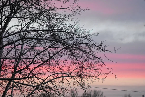 Farbenfroher Sonnenuntergang Wald — Stockfoto