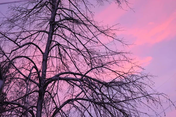 Farbenfroher Sonnenuntergang Wald — Stockfoto