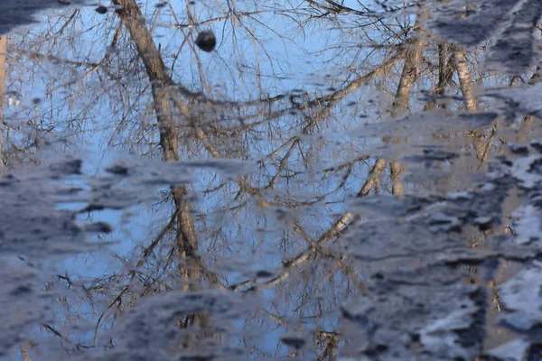 Boom Reflectie Plas Grond — Stockfoto