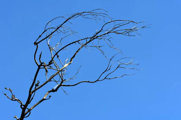 Texture Arbre Sur Fond Bleu Ciel — Photo