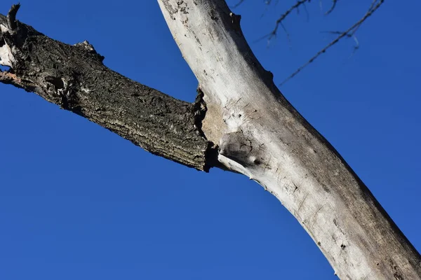 Struktura Stromu Modrém Pozadí Oblohy — Stock fotografie