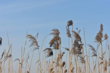 Mavi arkaplanda kuru sazlık otu
