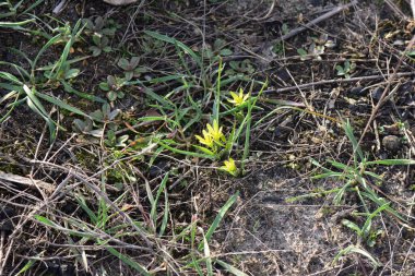 Baharın başlarında Crocus Çiçeği