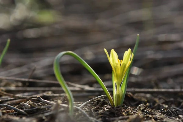 Baharın Başlarında Crocus Çiçeği — Stok fotoğraf