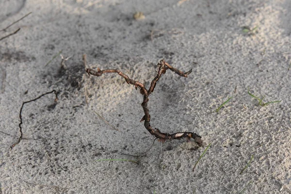 Kořen Stromu Písku — Stock fotografie