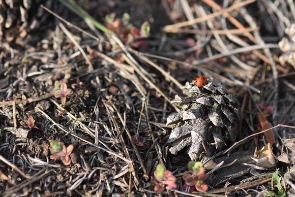 Çam Kozalağında Uğurböceği — Stok fotoğraf