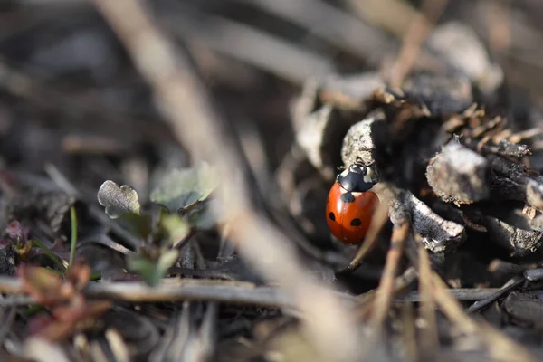 Lady Bug Una Pigna — Foto Stock