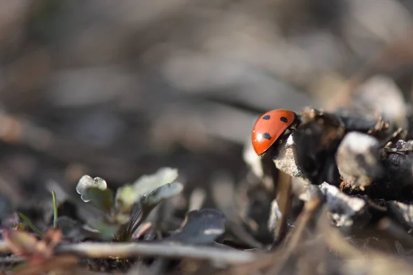 Lady Bug Una Pigna — Foto Stock