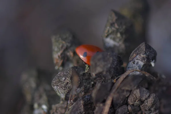 Çam Kozalağında Uğurböceği — Stok fotoğraf