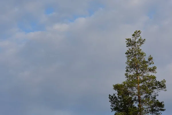 Árbol Superior Con Fondo Azul — Foto de Stock