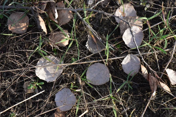 Gedroogde Bladeren Grond Het Bos — Stockfoto