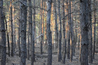 Gün batımında çam ağaçları ormanı
