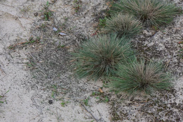 Dennenbomen Bos Zonsondergang — Stockfoto