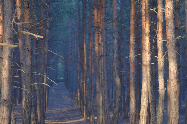 Bosque Pinos Atardecer — Foto de Stock